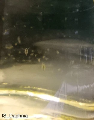 100+ Daphnia (водяные блохи) стартовая культура - живой корм для мальков рыб - Изображение 1 из 2