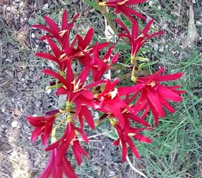 Oxblood Lily Bulbs - Image 1 of 3