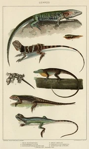 LAGARTOS: 1902 Auténtico (Fechado) Historia Natural Piedra Cromolitógrafo Reptiles - Imagen 1 de 1