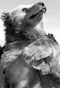 Grizzly Bear Poster, Kodiak Brown Bear, Huge Paws - Picture 1 of 5