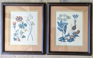 Pair of 1805 Hand-Colored Botanical Floral Prints by Syd. Edwards Framed - Picture 1 of 13
