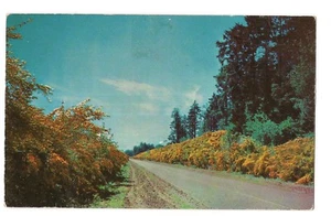 Colorful Country Drive Fall Autumn Foliage WILLIAMSPORT Indiana Postcard IN - Picture 1 of 2