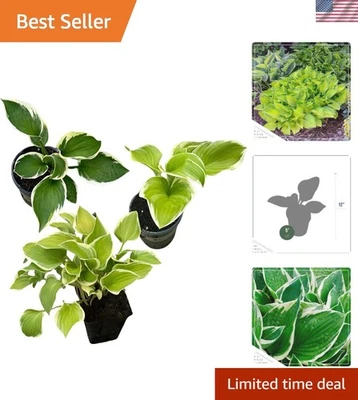 Live Perennial Hosta - Assorted Varieties, 3 Plants for Your Garden - Image 1 of 4