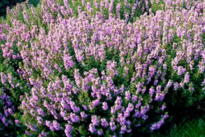 HIERBA HISOPO ROSA NÉCTAR PERENNE 500 SEMILLAS Foto 1 de 3