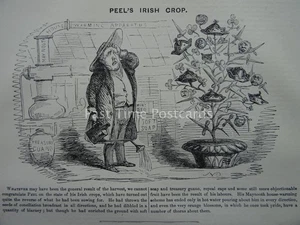 IRELAND - PEEL'S IRISH CROP 1845 Original Victorian Print - Picture 1 of 2