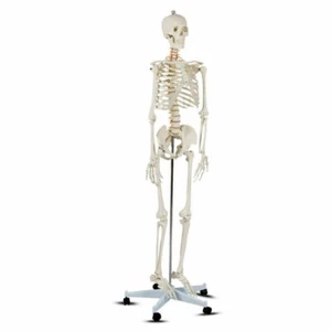 Skeleton Model Medical Model Medical School School Human Anatomy w/Rolling Stand - Picture 1 of 12