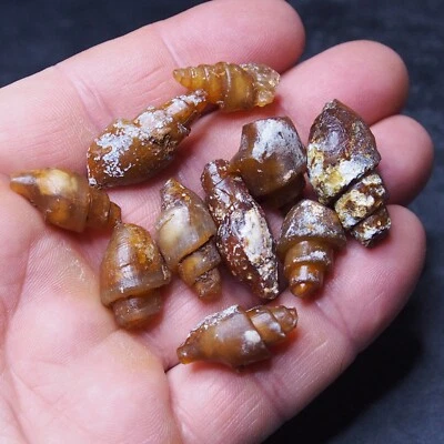 10pcs Gastropod Transparent Fossil Chalcedony mineral Agate Jurassic 30 - Image 1 of 3