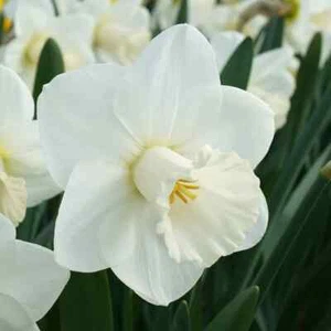 Daffodil La Delicatesse - 5 bulbs - Picture 1 of 4