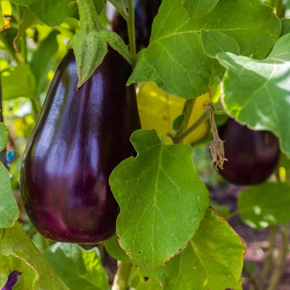 Florida Market Eggplant Seeds, Aubergine, Highbush, Heirloom, NON-GMO, FREE SHIP - Image 1 of 1