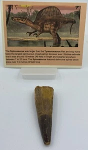 Spinosaurus Teeth Dinosaur F0SSIL Before T Rex Cretaceous J972 - Picture 1 of 4
