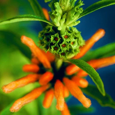 WILD DAGGA 30 Seeds | Leonotis leonurus Shaman Exotic Medicinal Ornamental Plant - Image 1 of 4