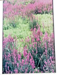 John R. Wells, Cibachrome Print, Loosestrife und Fern - Bild 1 von 7