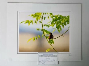 Photograph RUFOUS HUMMINGBIRD AT SUNRISE Double matted Limited Edition 7/250 COA - Picture 1 of 8