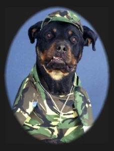 Pet Greeting Cards:Dog Patriotic Army Rottweiler - Picture 1 of 1