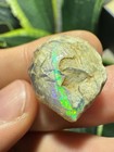 *Watch Video* Opal Clam Fossil Shell Lightning Ridge Australia Opalized Gem