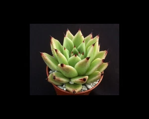 Echeveria agavoides ‘Arrow’ | Hybrid | Surreal Succulents - Picture 1 of 3
