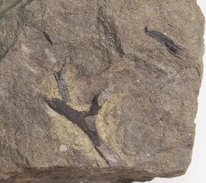 Pflanze, Rellimia hostinensis, Devon, Givet, Prag-Hlubocepy, CZE -eb7199 - Picture 1 of 5