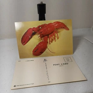 Maine Lobster Postcard used vintage - Picture 1 of 1