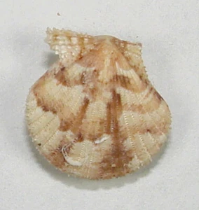 PECTEN NUX 14.95mm SUPER CHOICE RARE SPECIMEN off Papua & New Guinea - Picture 1 of 2