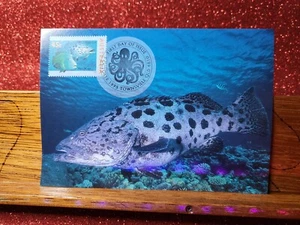First Day Cover Postcard📮 1995 (45c) Potato Cod 📮 Townsville QLD - Picture 1 of 2