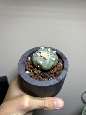 Ariocarpus Astrophytum Seed Grown - Image 1 of 3