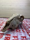 Genuine Sheep Skull Gothic Taxidermy Arts And Crafts