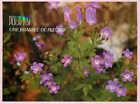 Picture Postcard> Flowers, Une Brassee De Fleurs