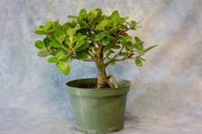 Shohin Green Island Ficus Pre Bonsai Tree. Easy Indoor Bonsai