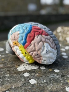 Modelo anatómico de tamaño natural de un cerebro humano #2 vintage de los años 60 - Imagen 1 de 13