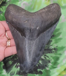 Megalodon Sharks Tooth 6 1/16" inch VERY NICE! fossil sharks teeth tooth - Picture 1 of 8