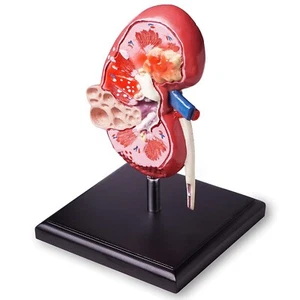 Human Kidney Model Premium Quality Anatomical Model To Demonstrate Normal Kidney - Bild 1 von 7