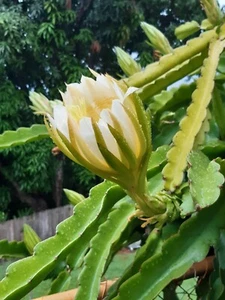 Tropical Moon Night Flower With Edible Fruit X 2 Cuttings Free Post Included  - Picture 1 of 18