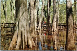 Natchez Trace Parkway, Tupelo kahle Zypressensumpf, Natchez, Mississippi Postkarte - Bild 1 von 2