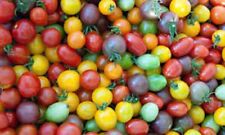 Rainbow Cherry Tomato Blend -Heirloom Seeds -Organic-(Non-GMO)-COMBINED SHIPPING