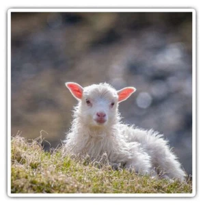 2 x Square Stickers 10 cm - Little White Lamb Goat Nature  #45582 - Afbeelding 1 van 9