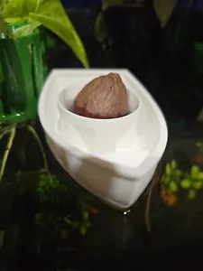 Aguacate Barco para Acuario / Barco Decoración Plantas - Imagen 1 de 5