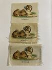 Saint St Bernard Dog Breed Lot 3 Tobacco Silks Fatima Cigarettes Silk Circa 1910