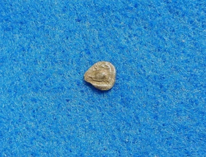 Ancient Greek Obol Silver coin, Circa. 4th Century BC ๐ - Picture 1 of 3