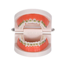 2X Dental Orthodontics Teaching Study Model Dentist Teeth Bracket Typodont Model