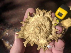 GEWEIH BUR Krone Kunstharz KNOPFZUG Schublade Möbelgriff Kommode rustikal Wohnmobil - Bild 1 von 8