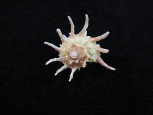 Sea Shell Angaria vicdani 41 mm ID#7611 - Imagen 1 de 3