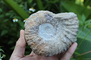 Cáscara espiral de amonita fósil genuina, 400-65 millones de años aC - Imagen 1 de 8