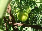Green Vernissagge Tomato 20 seeds *HEIRLOOM*  NON GMO