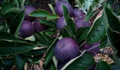 Malus Domestica Kultapfel 10 frische Samen zum Pflanzen von Black Diamond - Bild 1 von 2