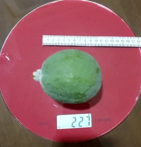 Feijoa /Pineapple guava Opal Star cutting for rooting and propagation - Picture 1 of 12