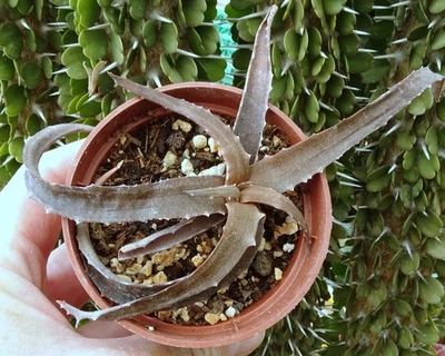 ALOE LOMATOPHYLLUM PROSTRATUM cactus  cacti caudex plante grasse succulenten - Photo 1/3