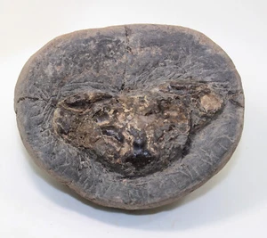Krabbe, Coeloma incarinatum, Tertiär, Oligozän, Lybystand, Dänemark -eb8934 - Bild 1 von 7