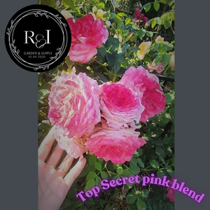 Top Secret pink blend rose  5-8" Long fresh 3 Unrooted  cuttings - Picture 1 of 1