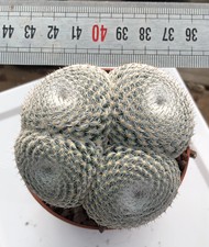 Mammillaria Monstruosa Cactus Succulente