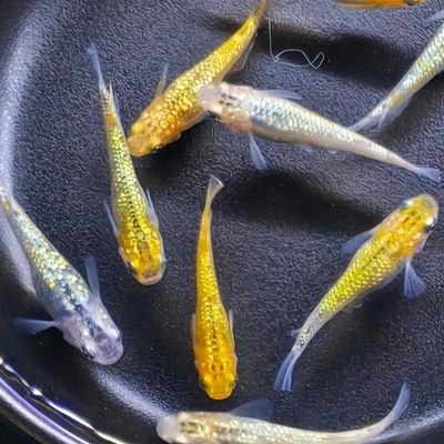 Medaka Eier Yozakura Lame Reisfische, Oryzias latipes Japanischer Miniteich - Bild 1 von 4